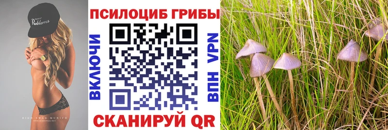 Псилоцибиновые грибы Cubensis Электрогорск